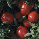 tomatos